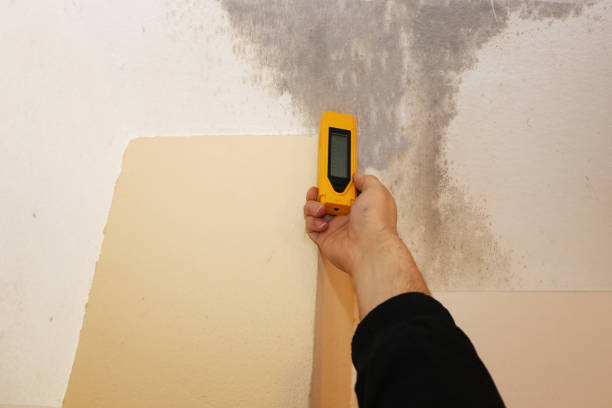 Best Environmental Consulting for Mold Prevention  in Alamo, TX