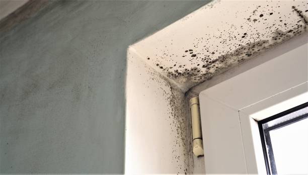 Best Mold Documentation for Insurance Claims  in Alamo, TX