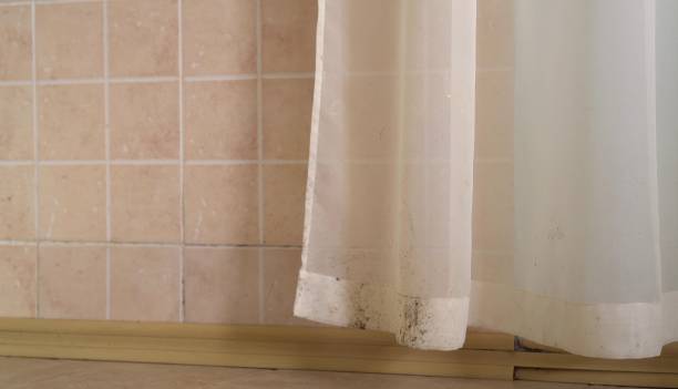 Best Mold Removal for HVAC Installations  in Alamo, TX