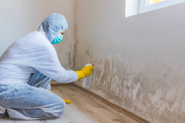 Best Basement Mold Removal  in Alamo, TX