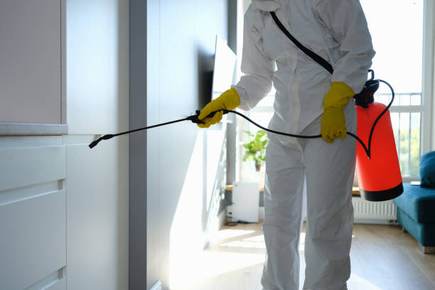 Best Attic Mold Removal  in Alamo, TX