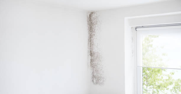 Best Mold Odor Removal Services  in Alamo, TX