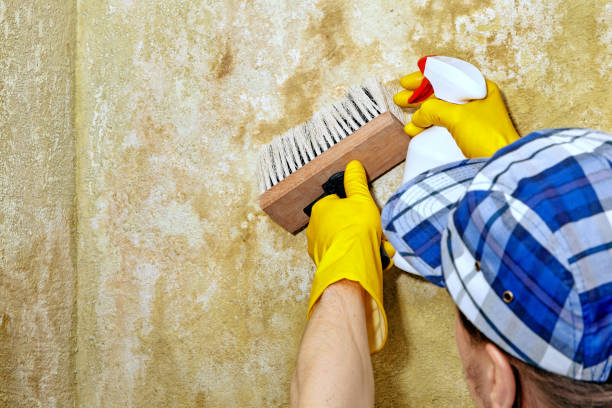 Alamo, TX Mold Removal Company