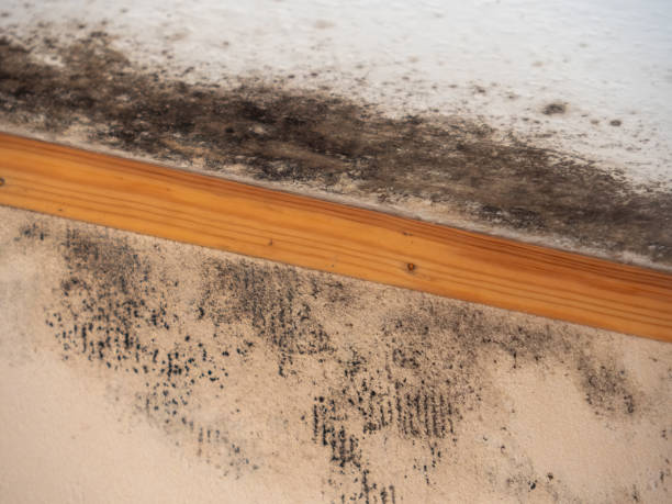 Best Post-Construction Mold Inspection  in Alamo, TX