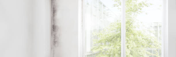 Best Air Quality Testing for Mold Spores  in Alamo, TX