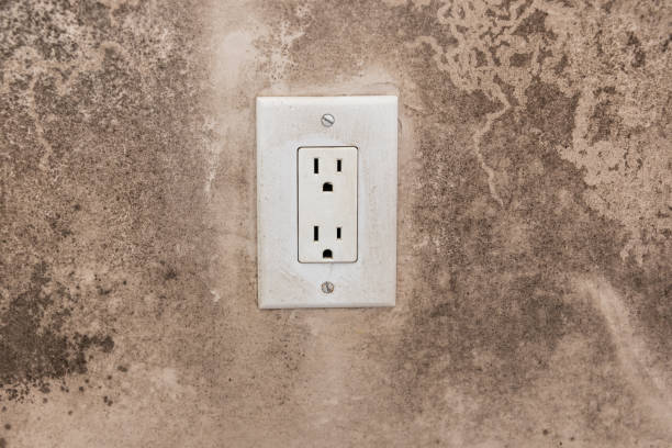 Best Water Damage & Mold Remediation  in Alamo, TX