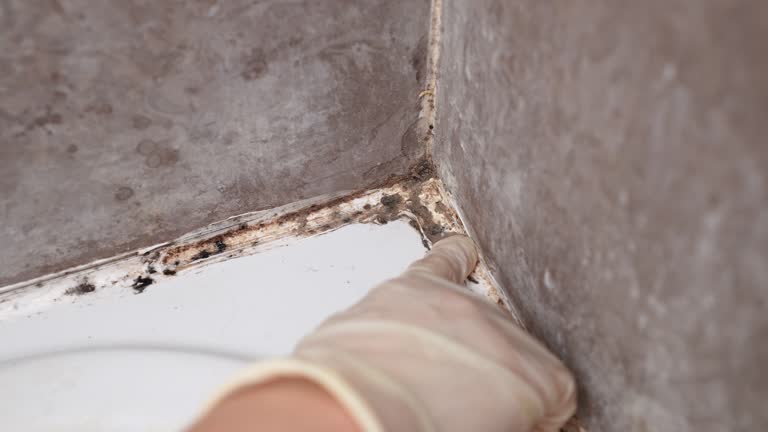 Best HVAC Mold Inspection and Cleaning  in Alamo, TX